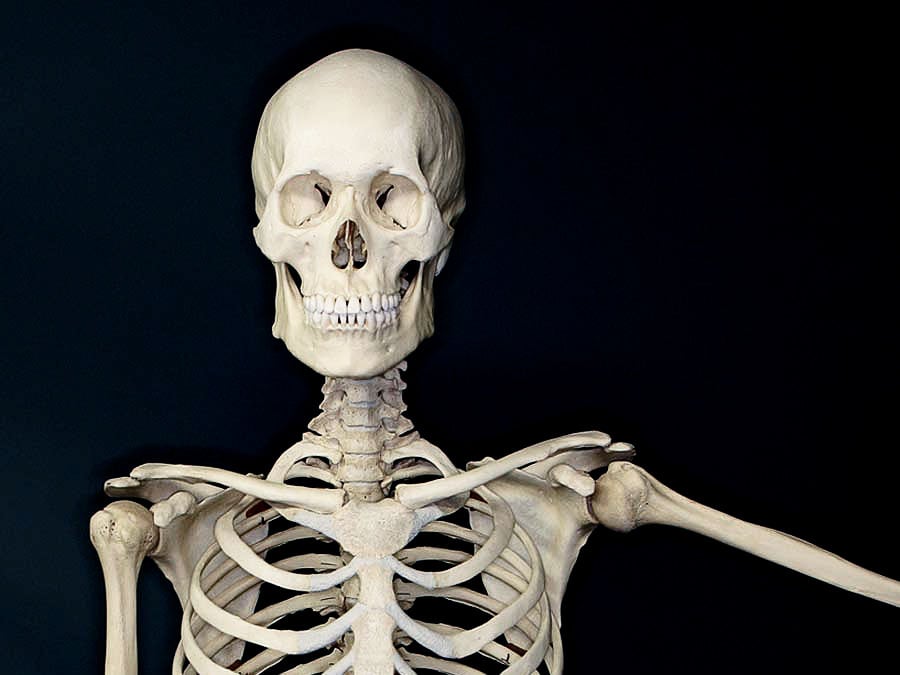 Страдающий скелет. Скелет. Человеческий скелет. Скелет человека анфас. Сильный скелет.
