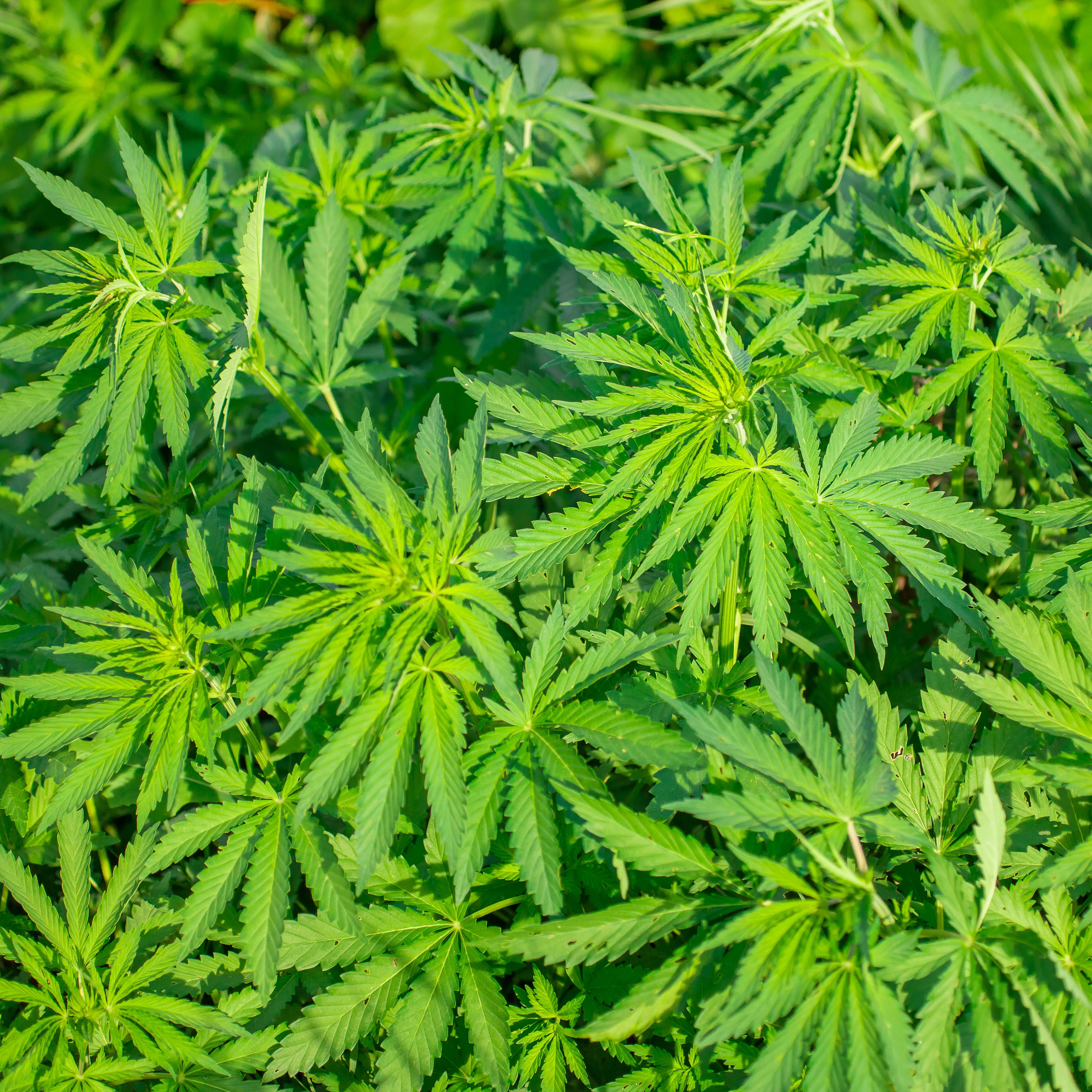 Marijuana foliage background photo