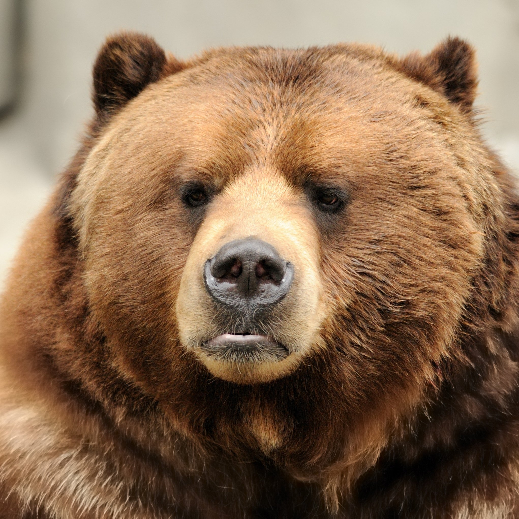 Alaskan Brown Bear (Grizzly)