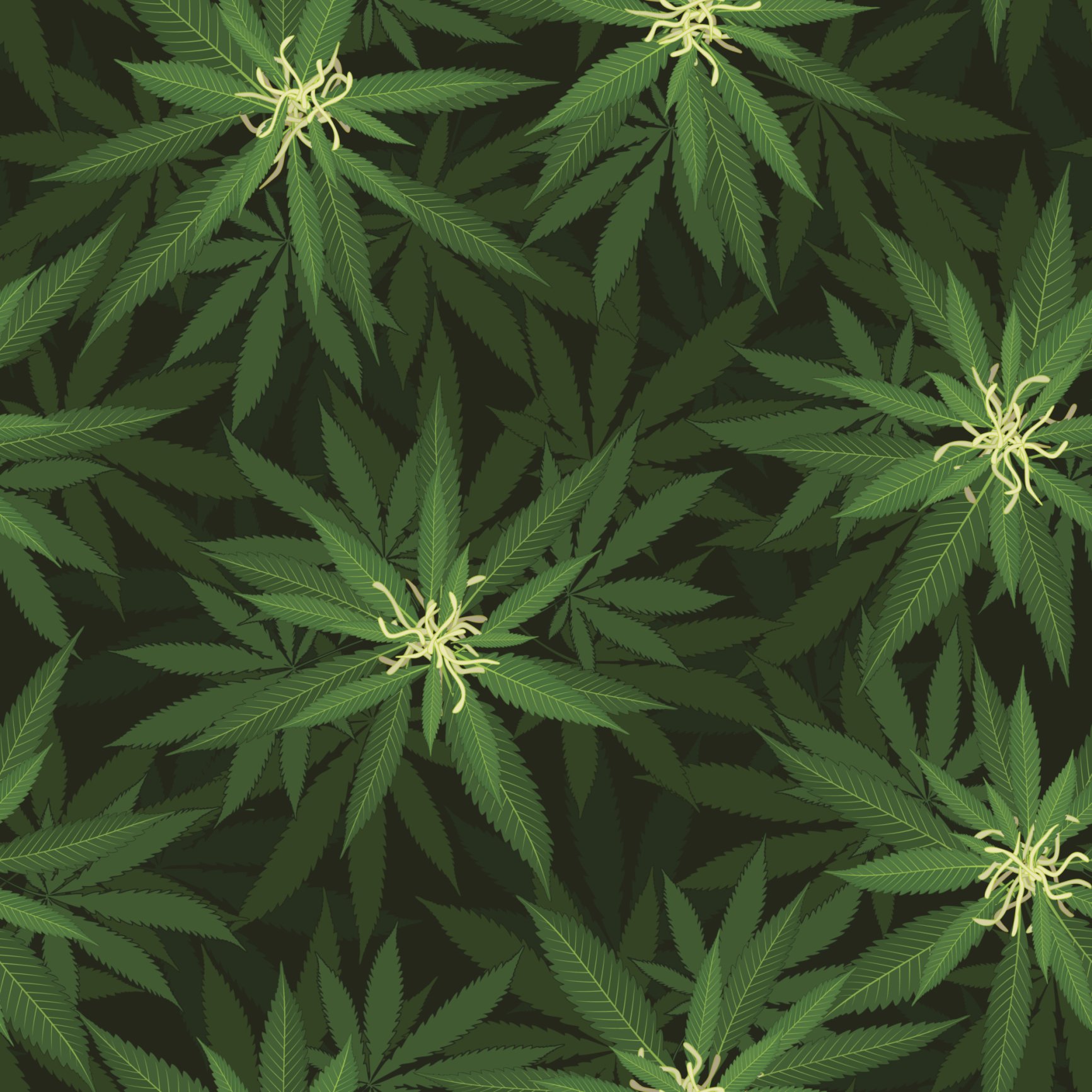 Marijuana bloom