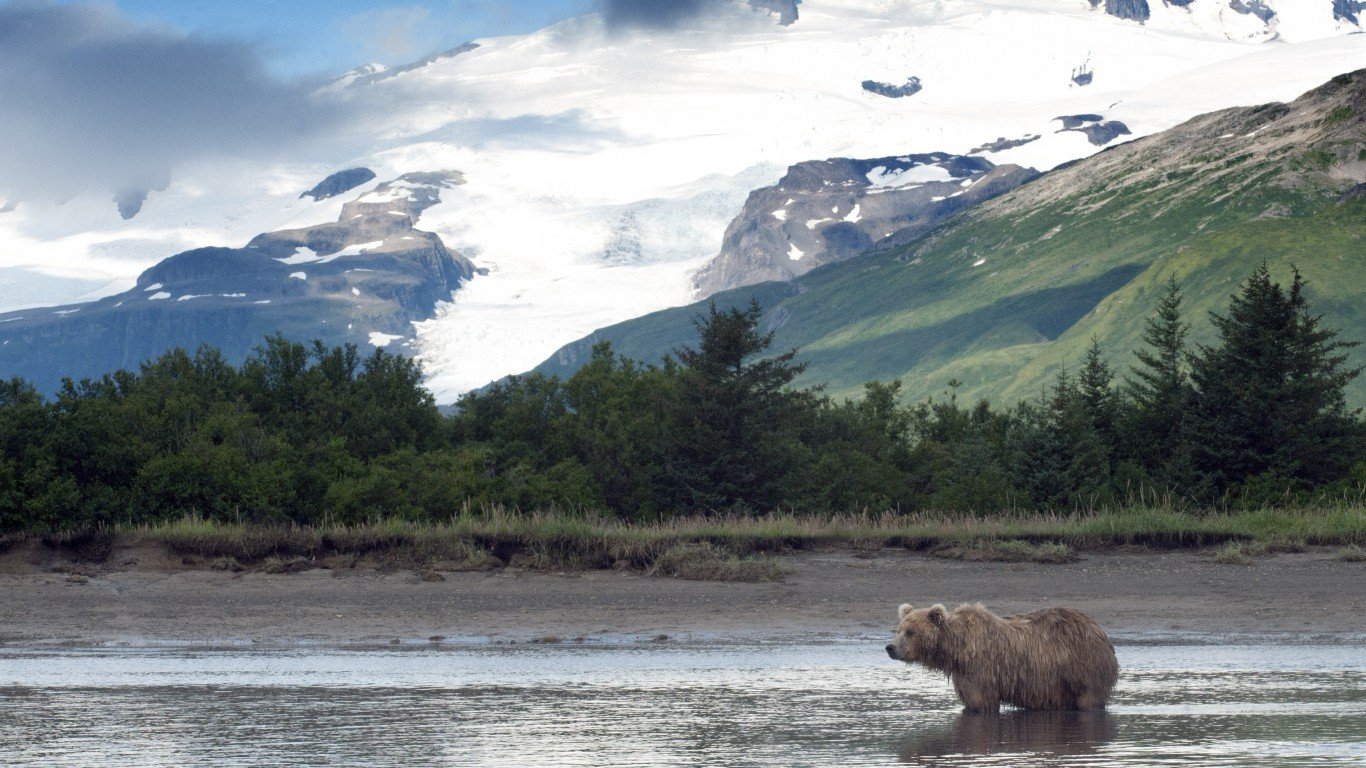Alaska, bear