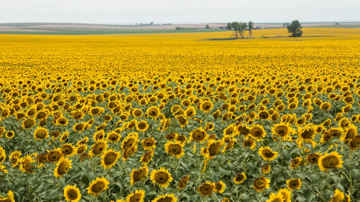 Sunflower field, South Dakota