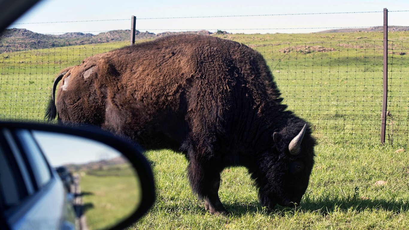Buffalo of Oklahoma.