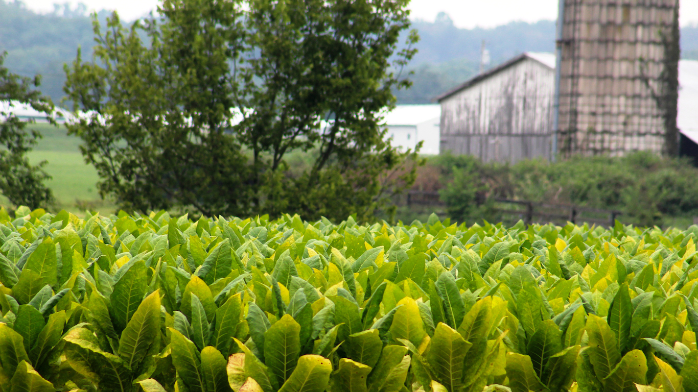 Kentucky Tobacco Field With Barn and Silo in Background