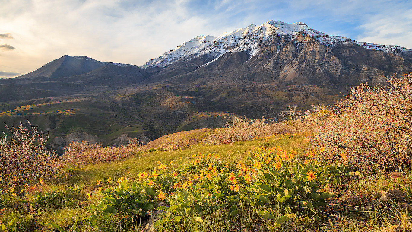 Provo Orem, Utah Valley wildflowers
