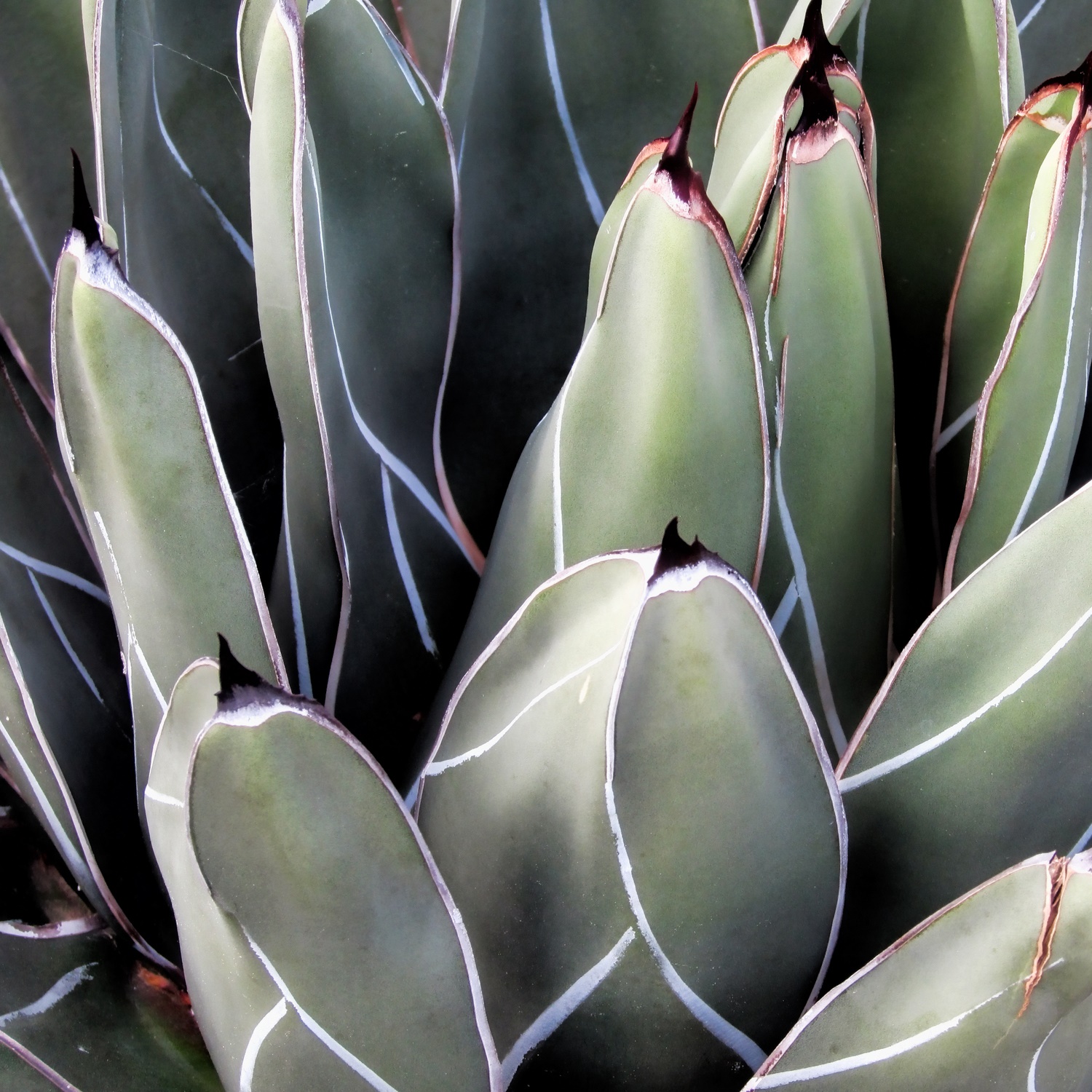 Ford and Tequila Maker Jose Cuervo Team Up to Help Environment