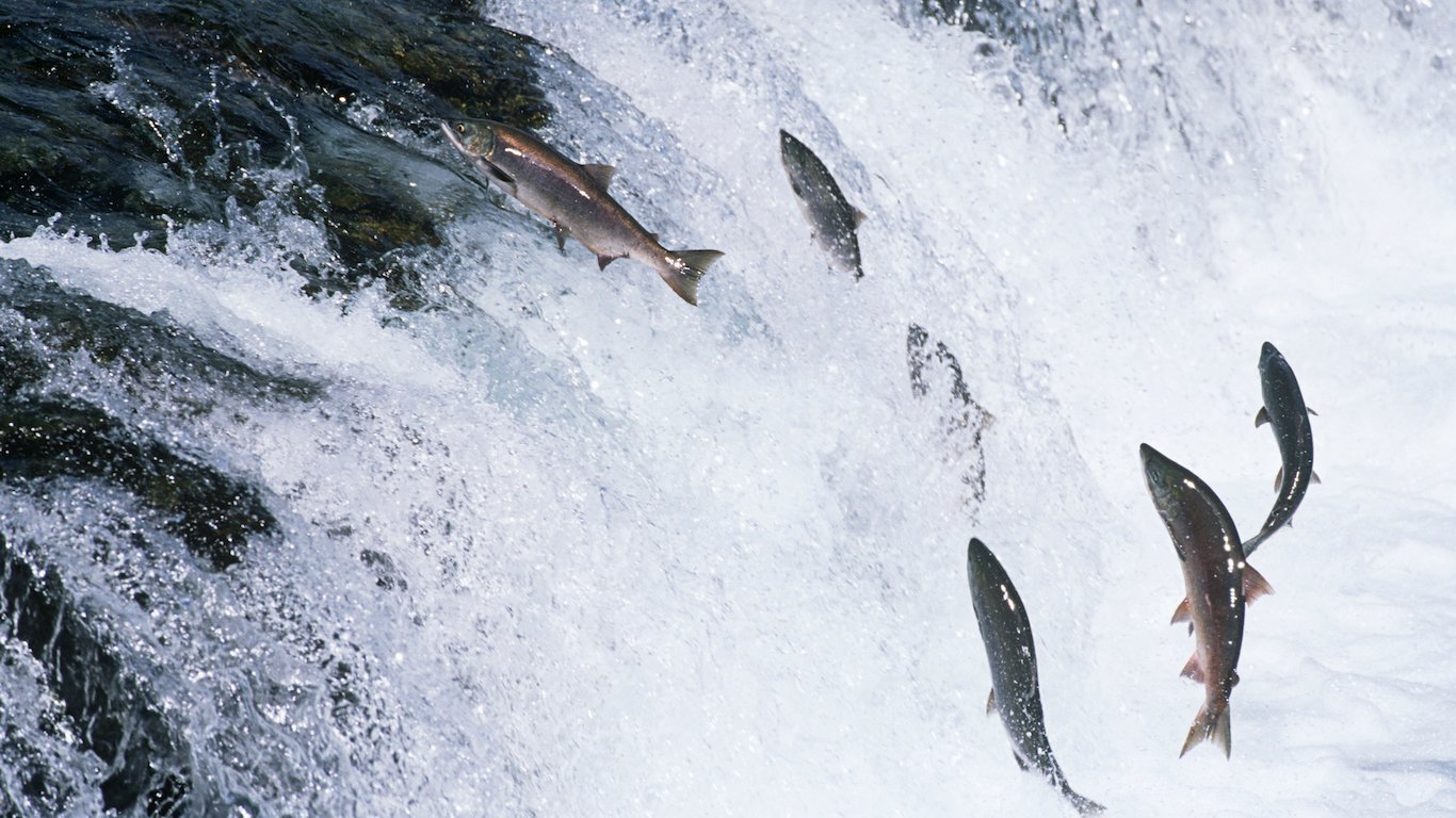 Group of Salmon jumping upstream in river, Alaska