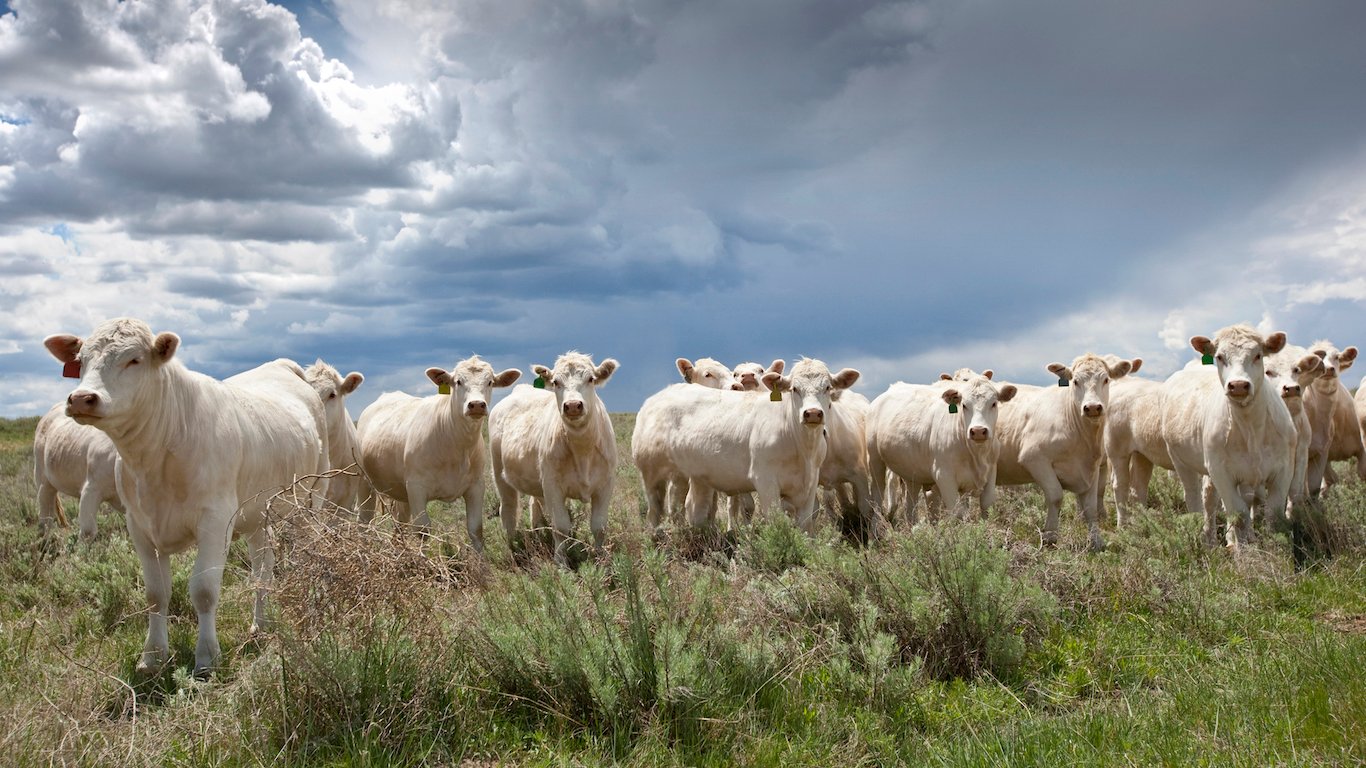 Charolais Beef Cattle, Colorado, USA