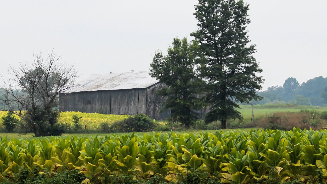Kentucky Tobacco Field With Barn in Background