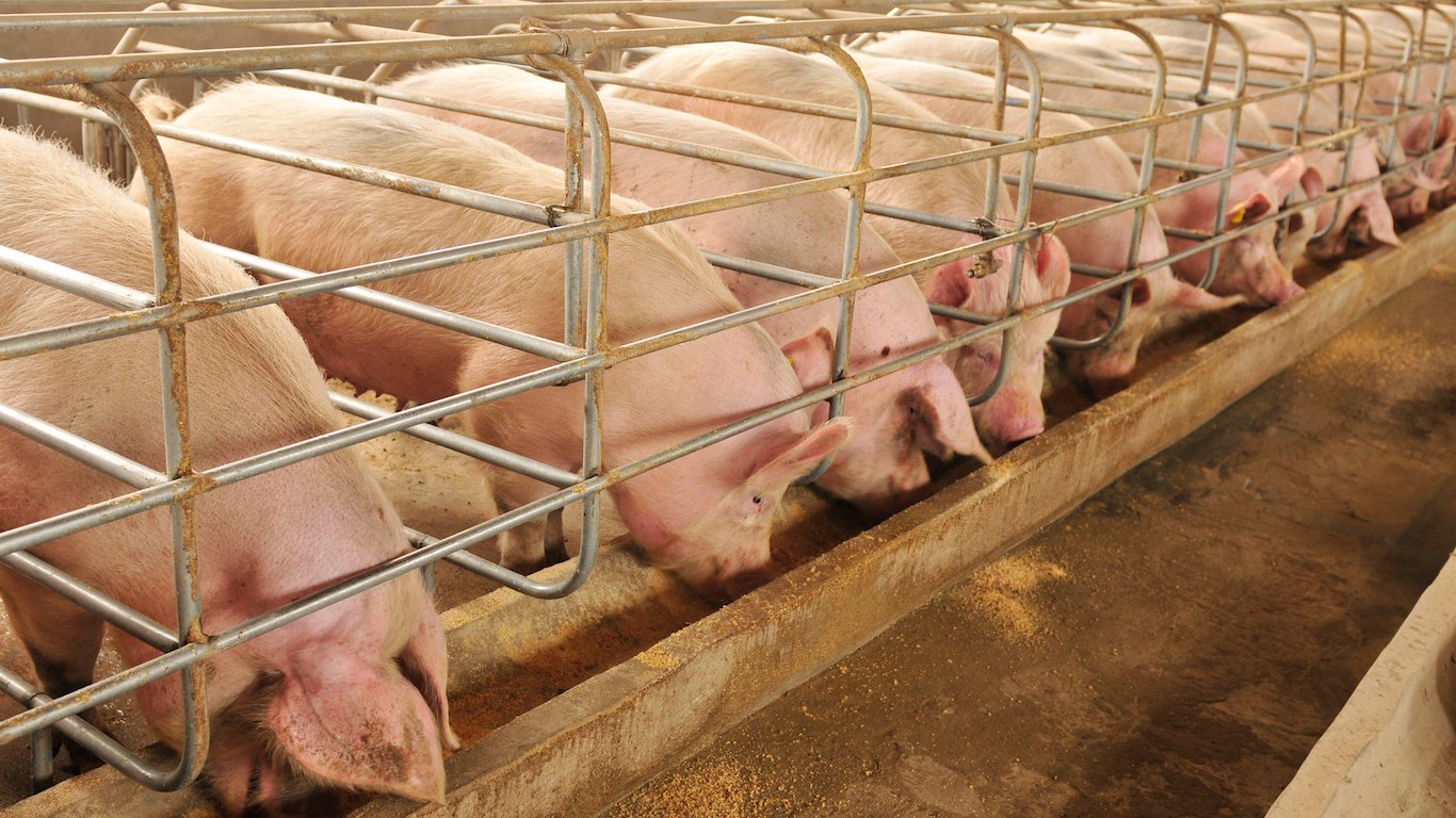 The farm pigs, Pork