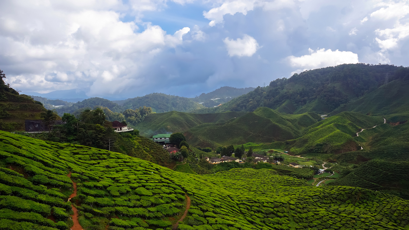 tea plantations, Cameroon