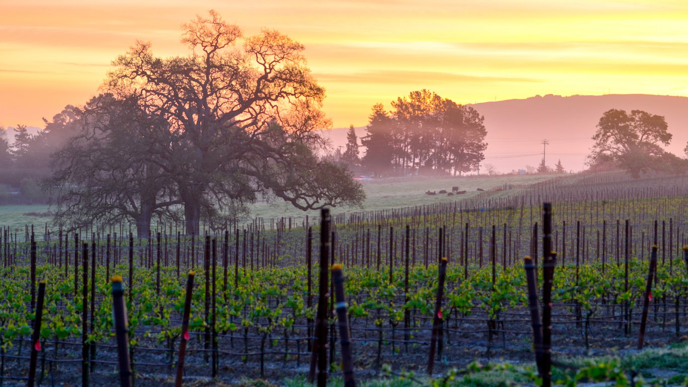 Vineyard Sunrise, Sonoma County, California