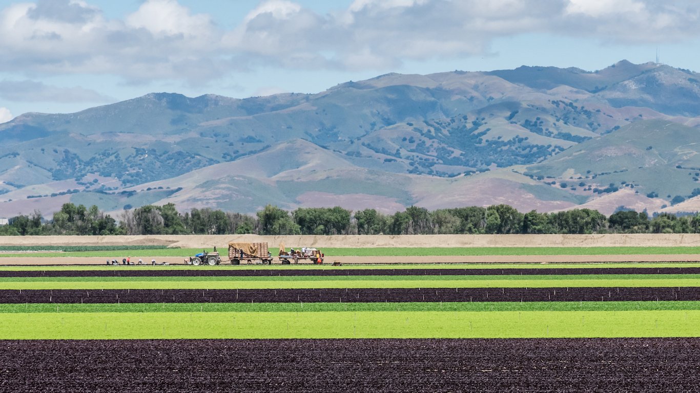 Lettuce Fields in Salinas Valley, California