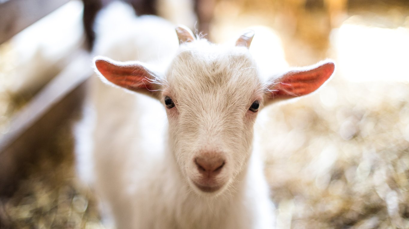 Baby Goat, Goat Farm