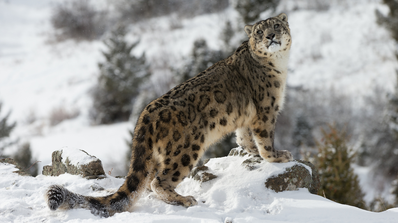 Snow leopard posing in the snowy outdoors Wildlife Conservation