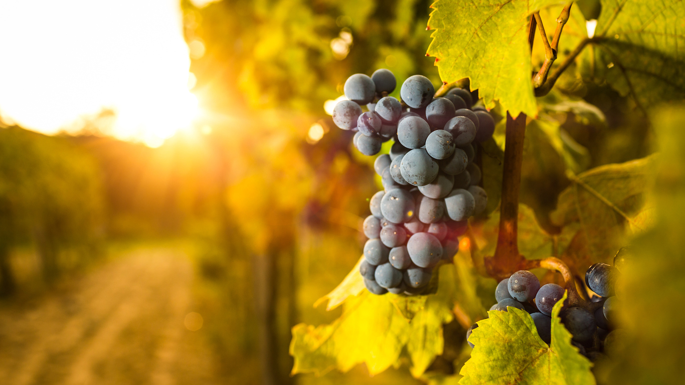 Grape in the vineyard. Winery