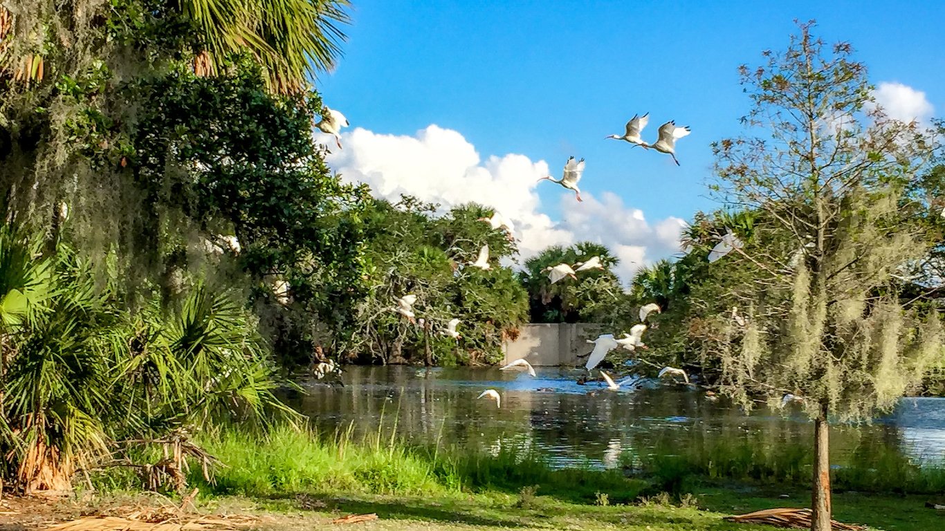 flock of ibis flying in lake Louisiana