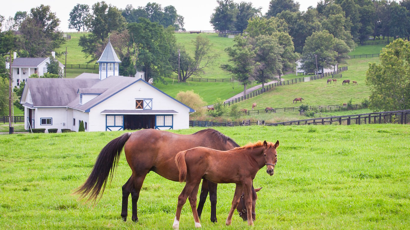 Mare with her colt on pastures of horse farms, Kentucky