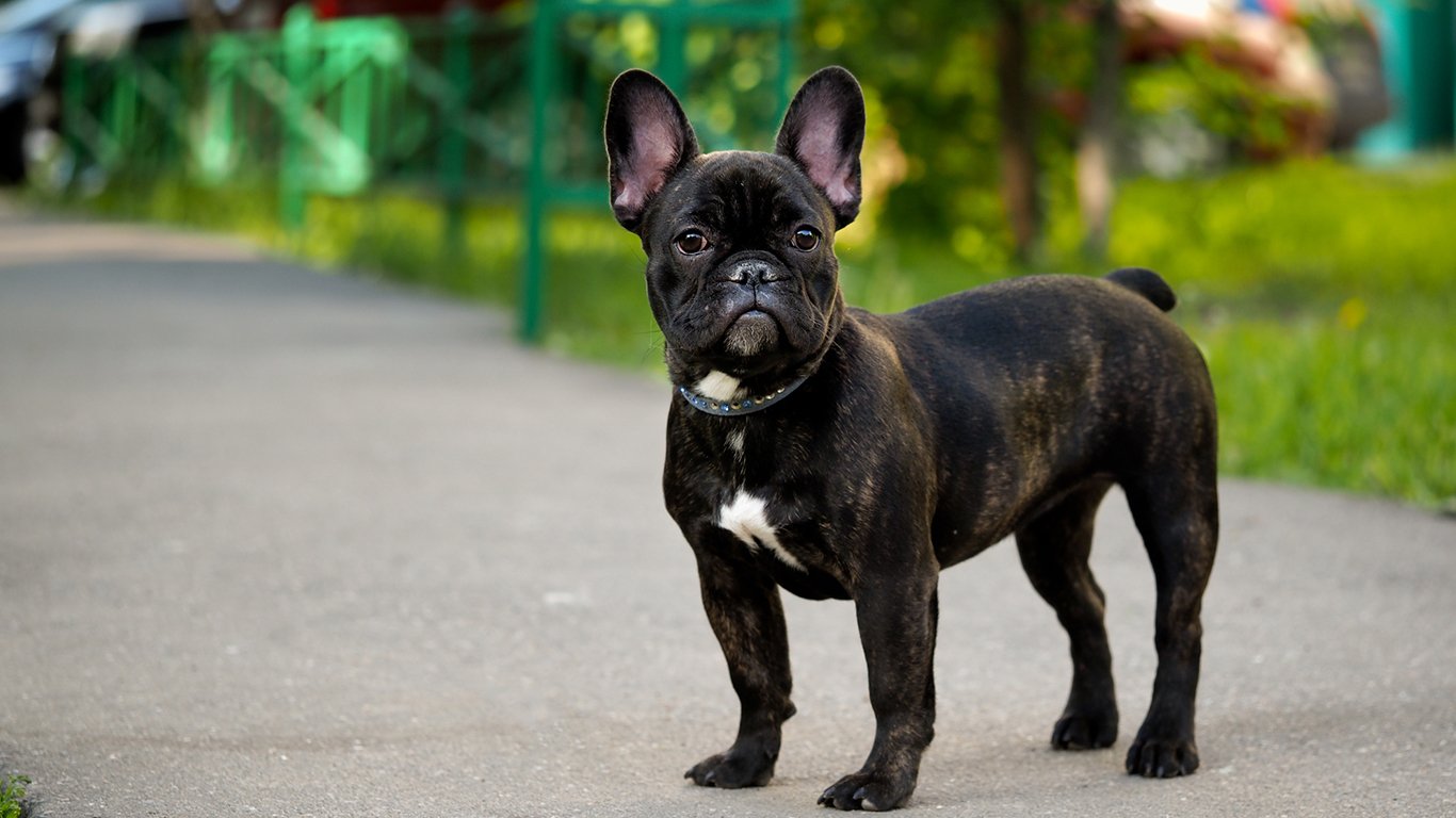 Most Popular Small (and Big) Dog Breeds in America – Page 4 – 24/7 Wall St.