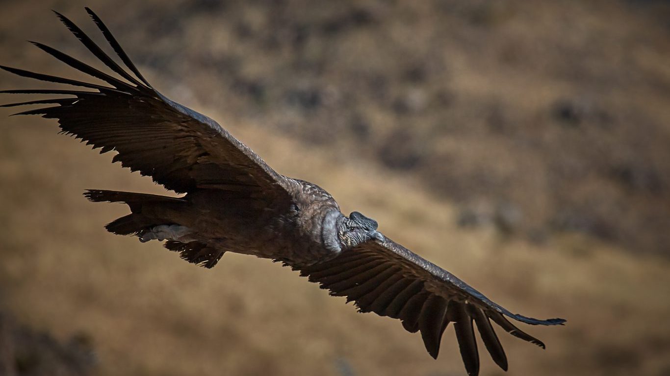 Andean Condor in flight by Pedro Szekely