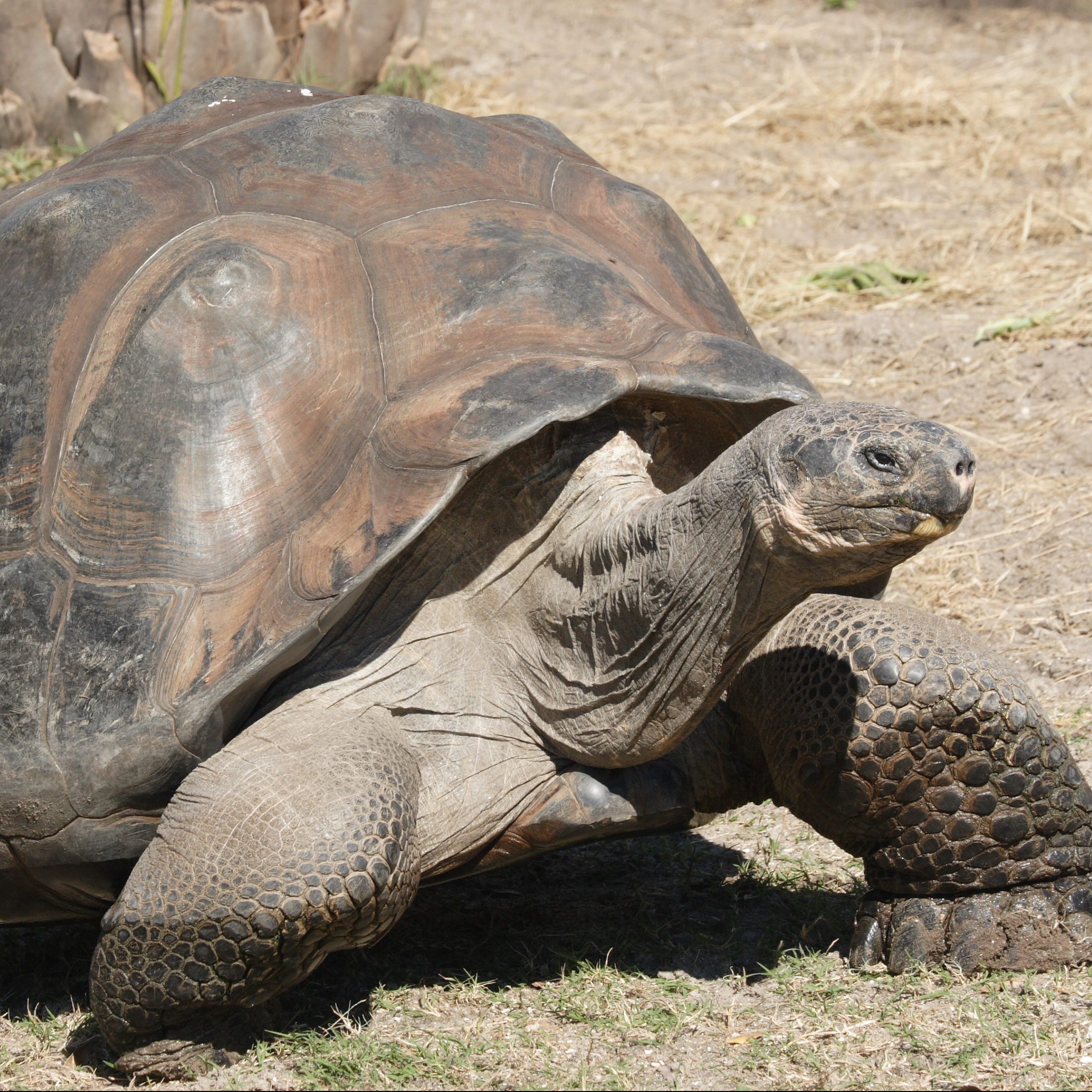 50 Longest Living Animals In The World Page 3 24 7 Wall St 