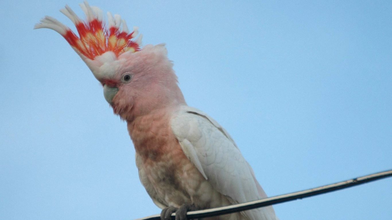 Pink Cockatoo Bowra Mar08 by Aviceda