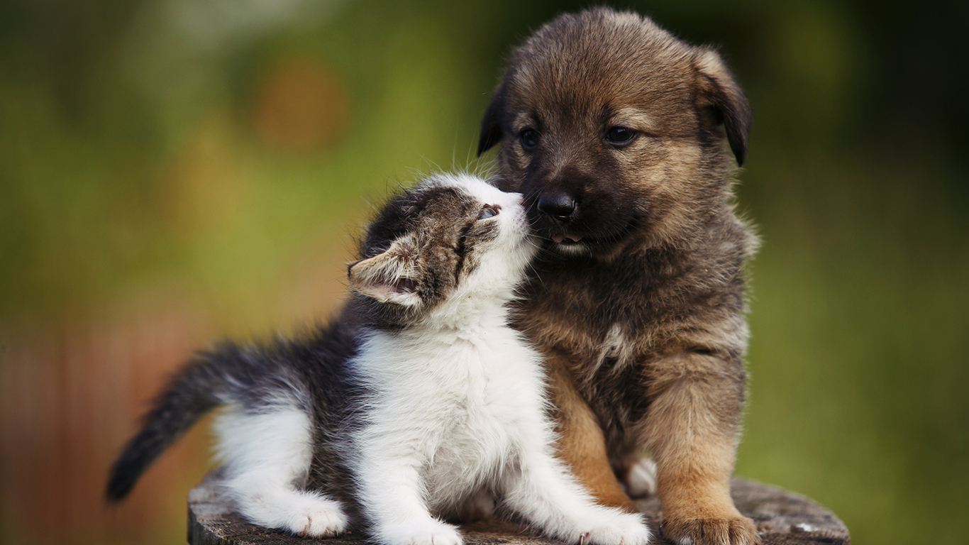 And Now There Is Even a Pet Care ETF for Investors