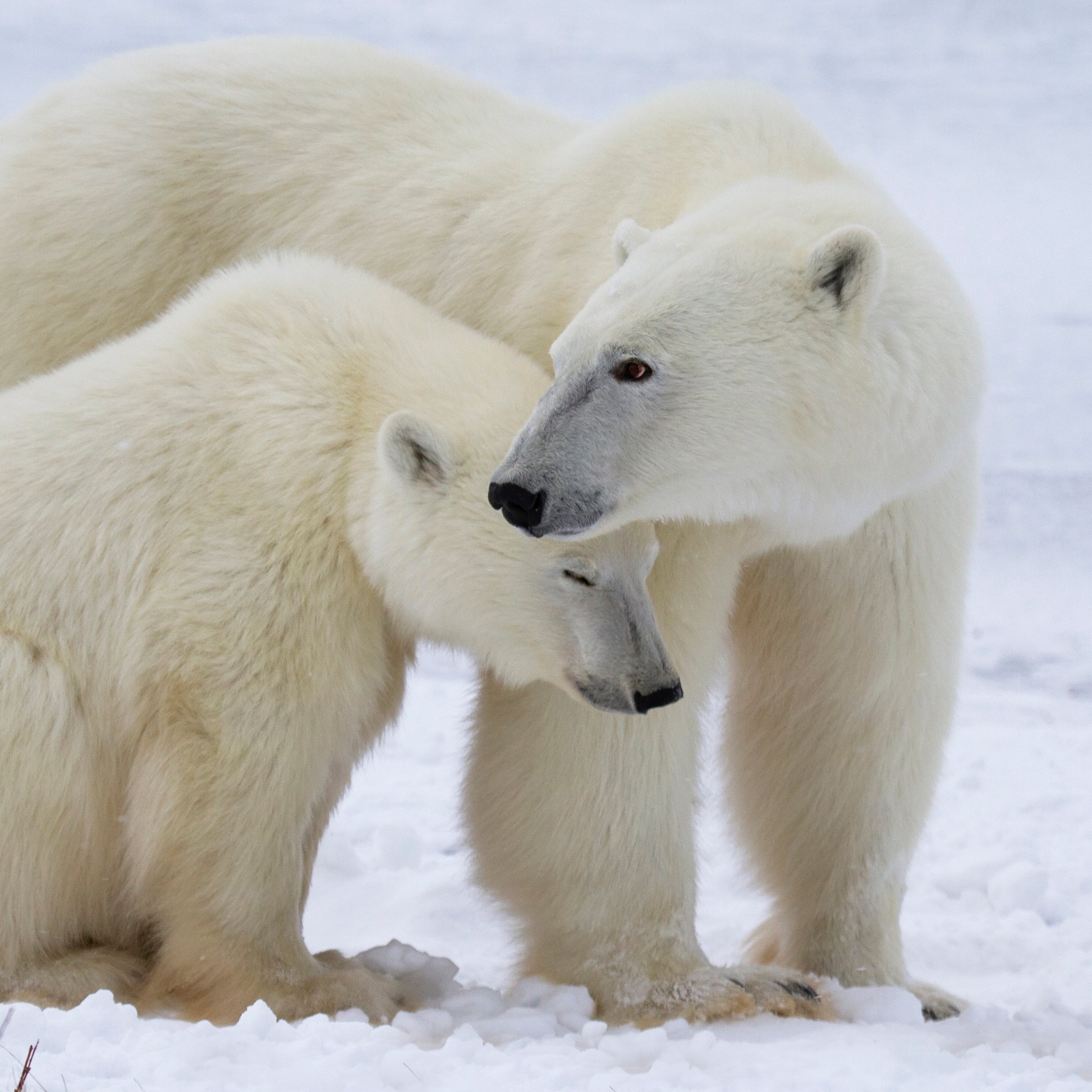 Polar bears are cute; Disney should donate money needed to save