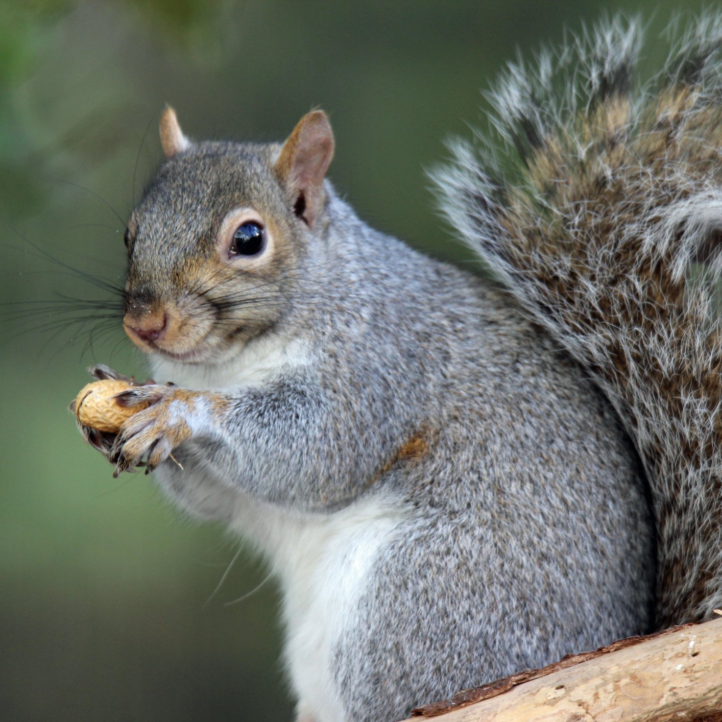 Twelve things about Squirrels that will blow your mind