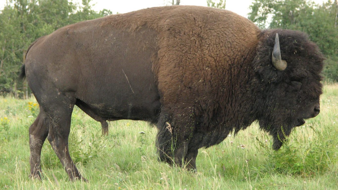 Native Americans Used All Parts of the Buffalo, and This Is What They ...