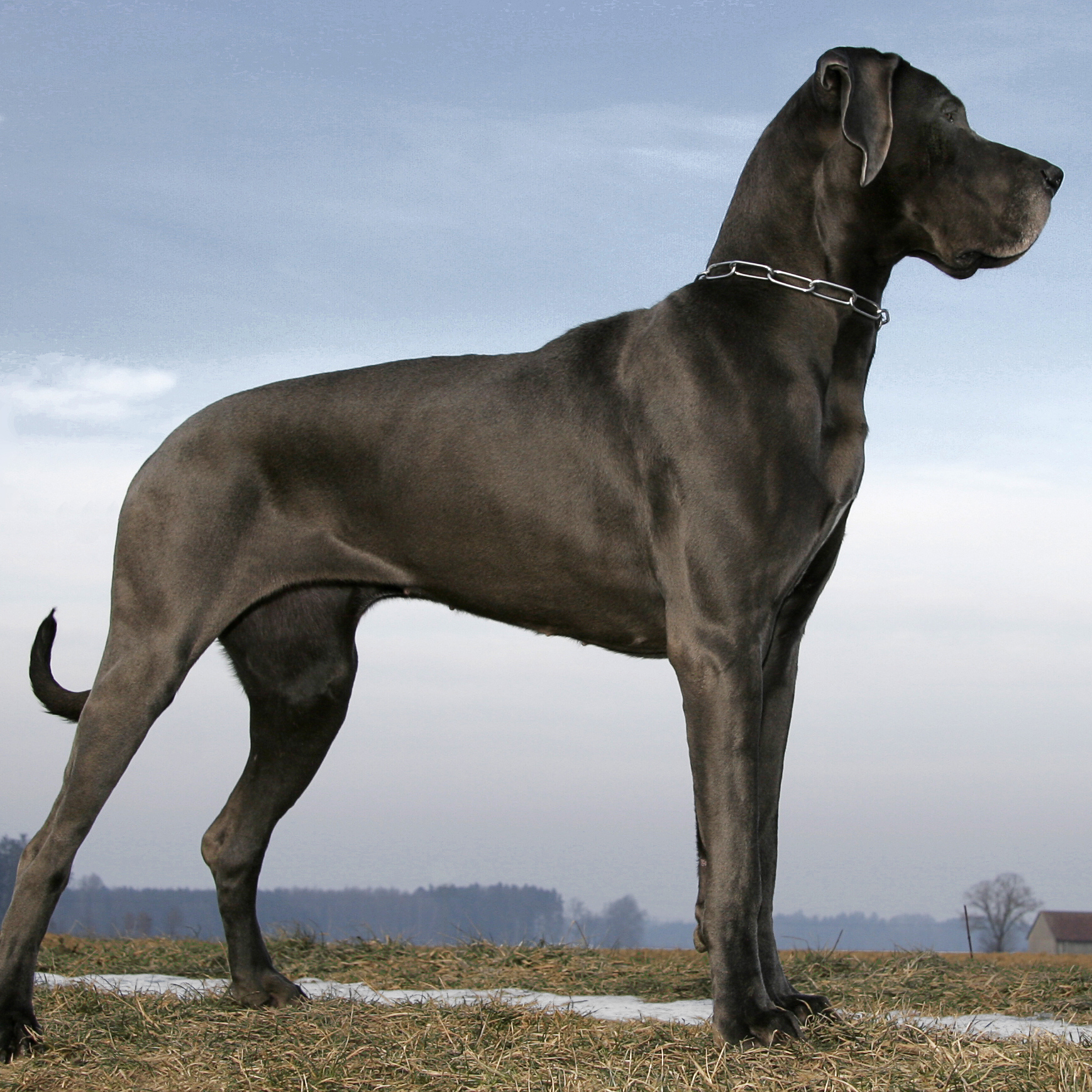 easy big dog breeds