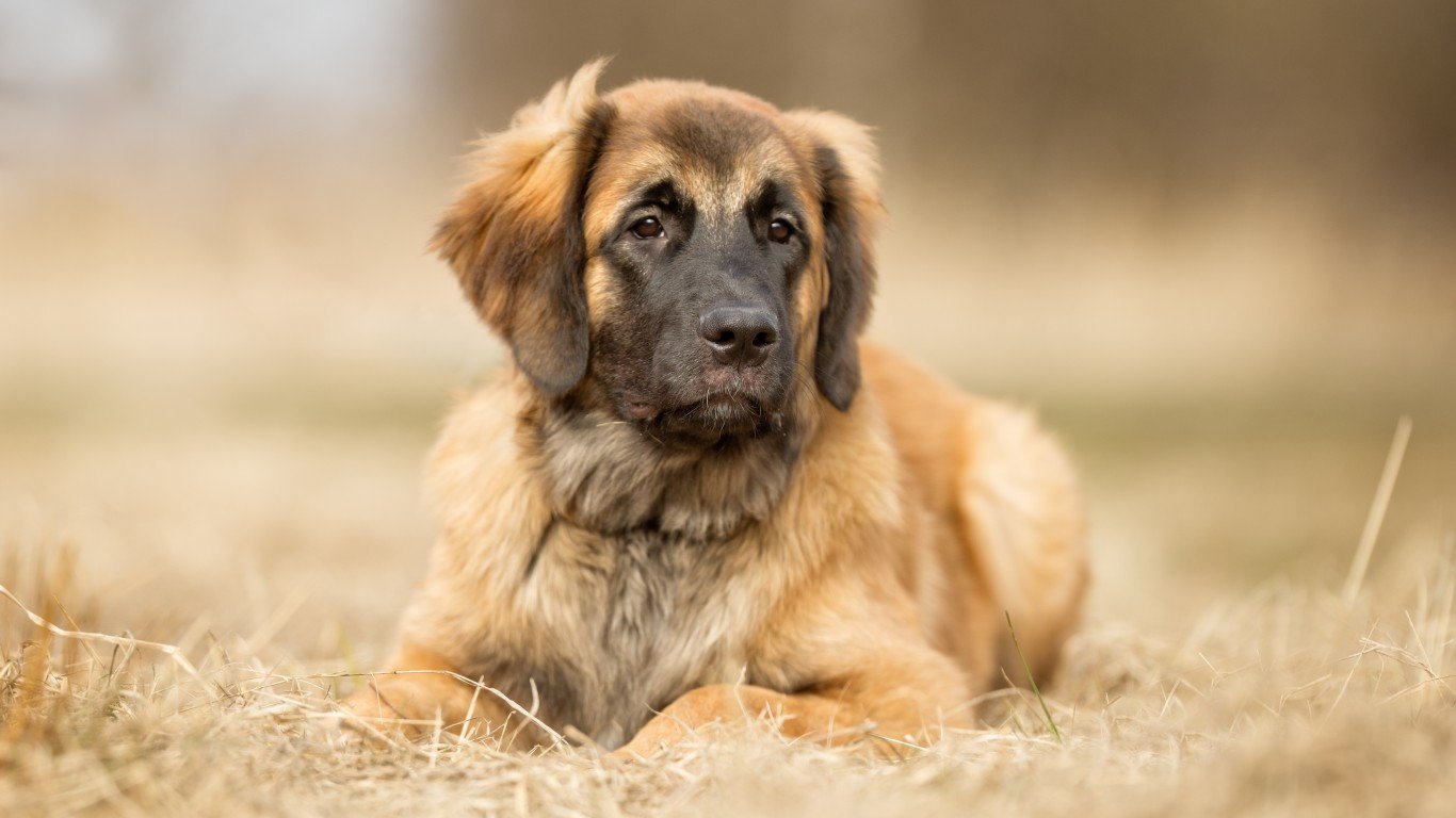 26 Top Images Leonberger Puppies For Sale In Nc : Litters Sforzando Leonbergers United States