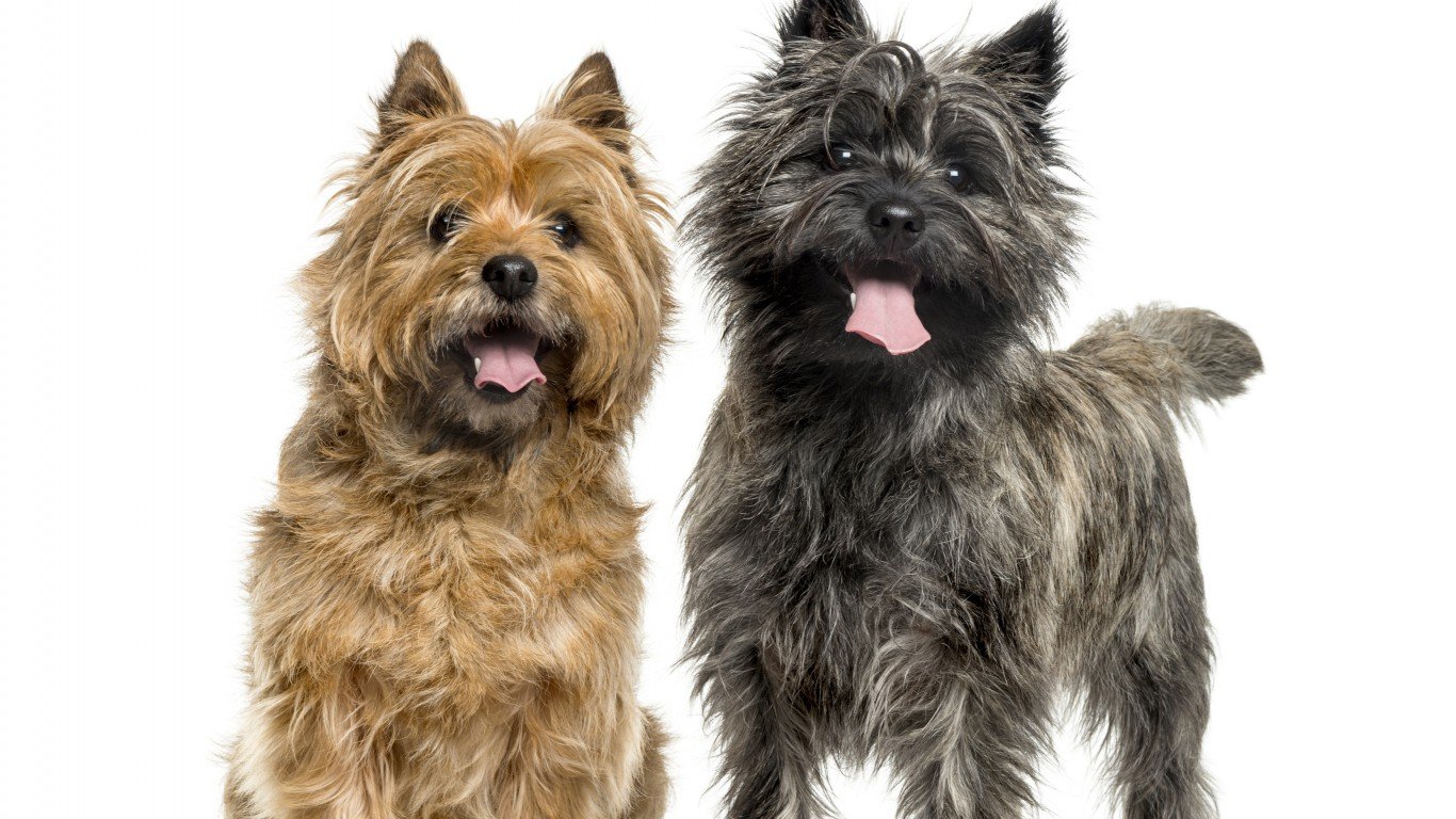 America’s Most Popular Dog Breeds – Page 5 – 24/7 Wall St.