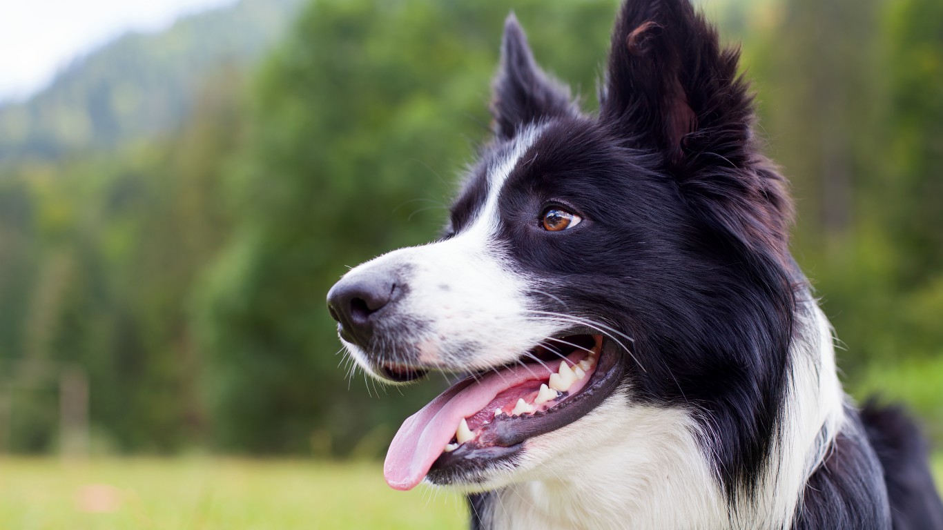 401 Australian Shepherd Border Collie Stock Photos, High-Res Pictures, and  Images - Getty Images