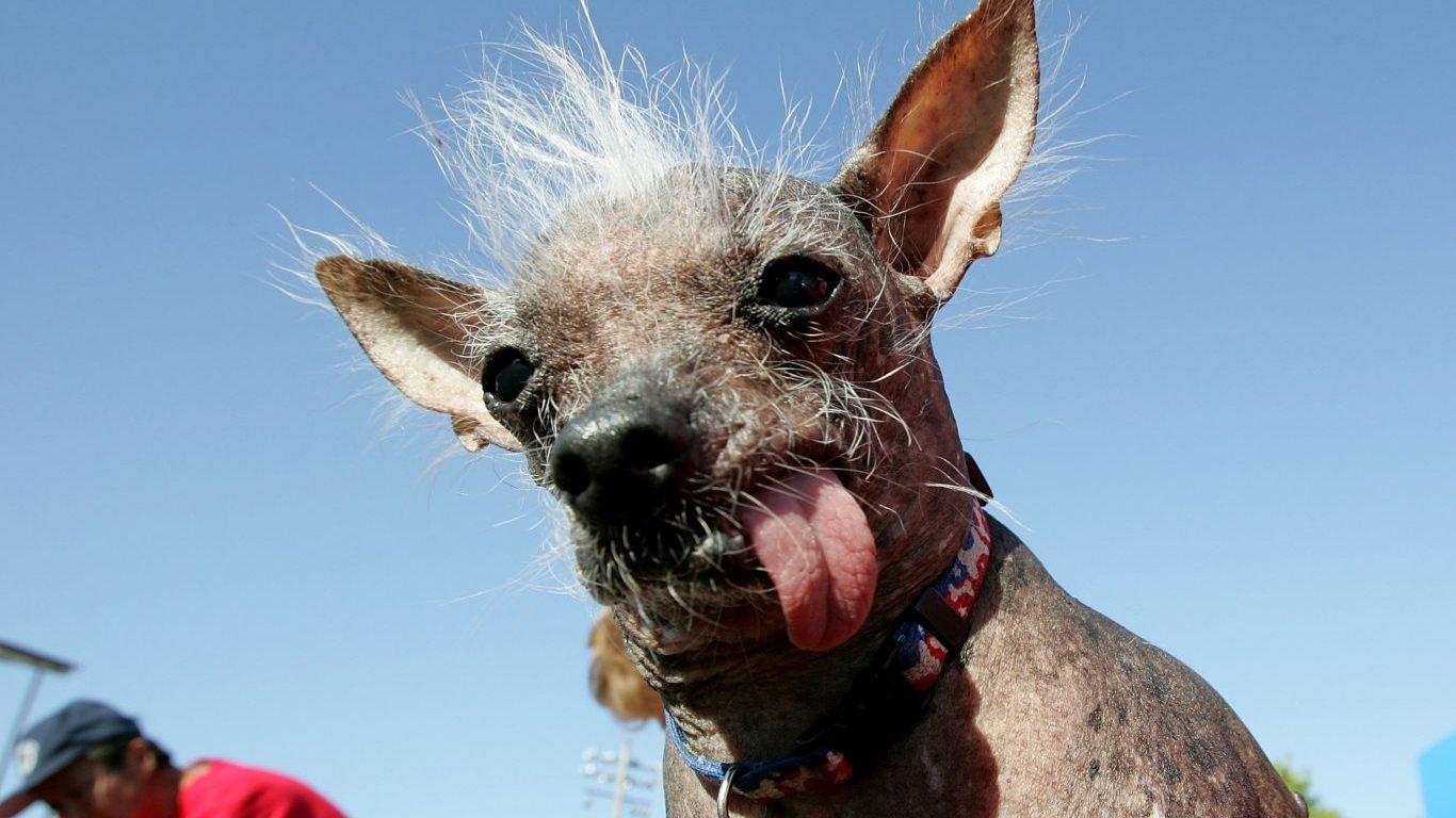 Permanent Link to Ugliest Dogs of All Time.