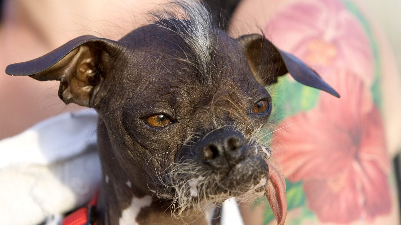 Ugliest dog in the best sale world 2018