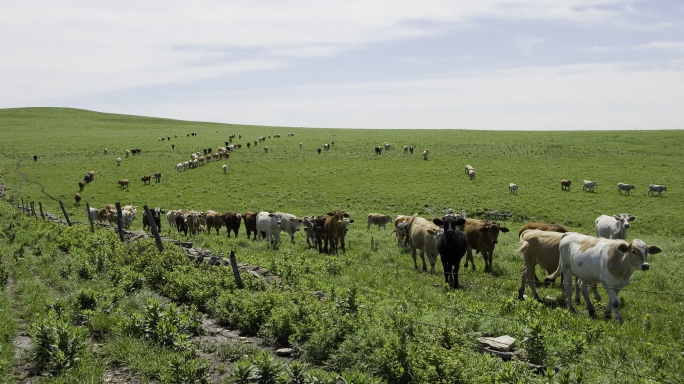 A wide-angle photograph captures a large herd of cattle, varying in shades of white, brown, and black, moving across a vast, undulating green pasture under a bright, lightly clouded sky. Many cattle are visible in the midground and background, following a faint dirt path, while a smaller group is closer in the foreground. A rustic fence line with posts and wire stretches along the lower left, bordered by lush green bushes and small plants.