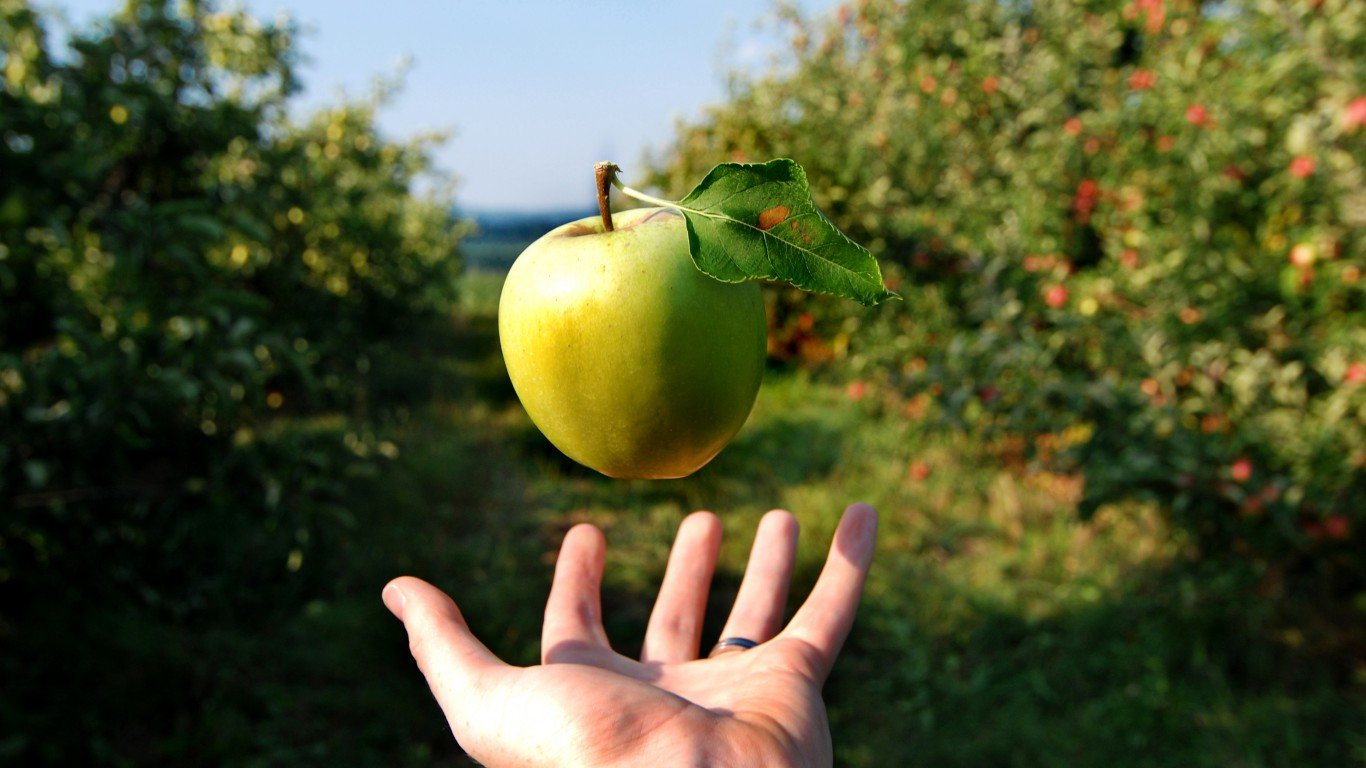 С яблони сорвать яблоко. Яблоки зеленые. Падение яблока. Падающее яблоко. Яблоко в руке.