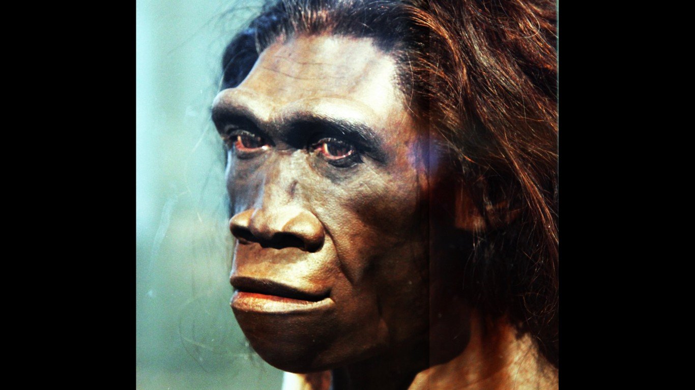 Homo erectus adult female - he... by Tim Evanson