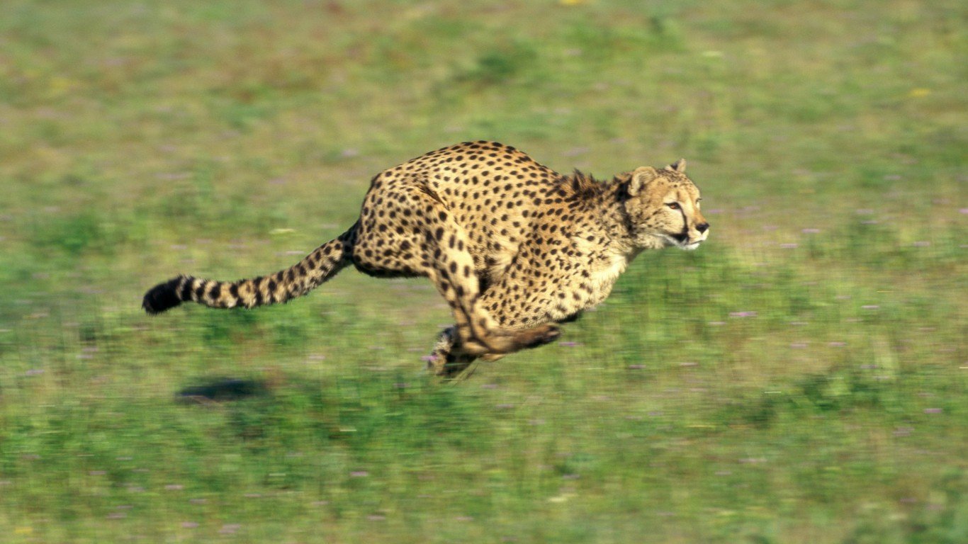 Скорость гепарда. Гепард в Азербайджане. Гепард в очках. Гепард в бассейне.