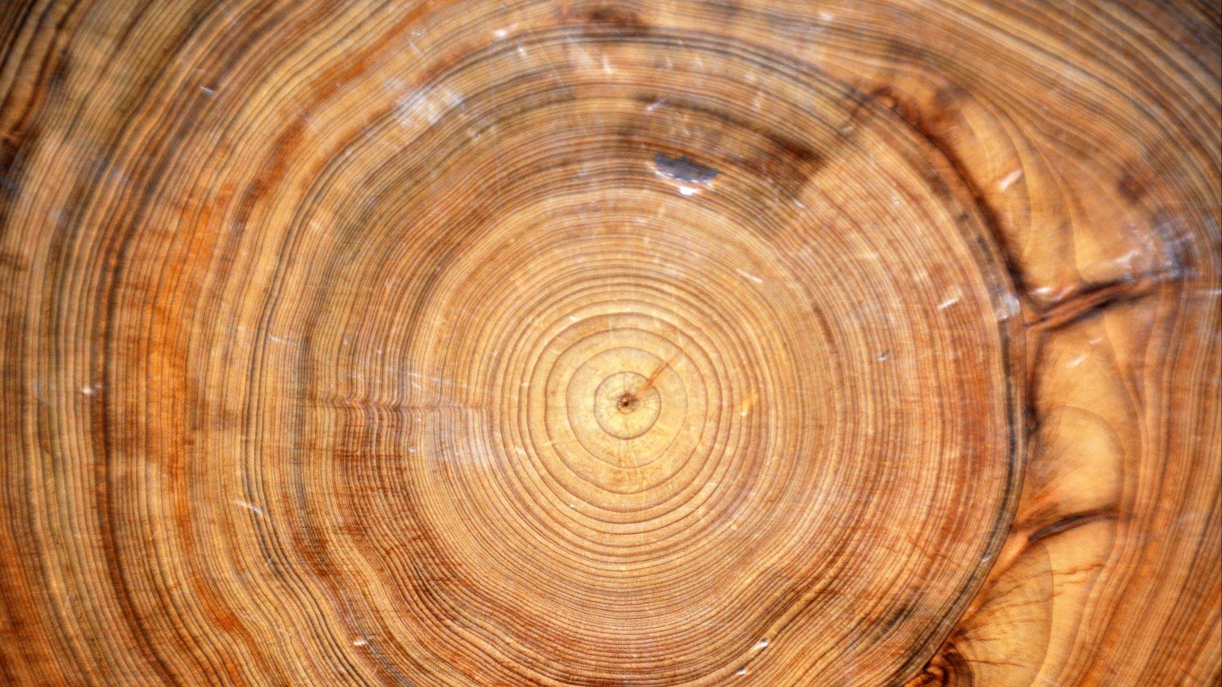 Tree rings in Taxodium distich... by James St. John