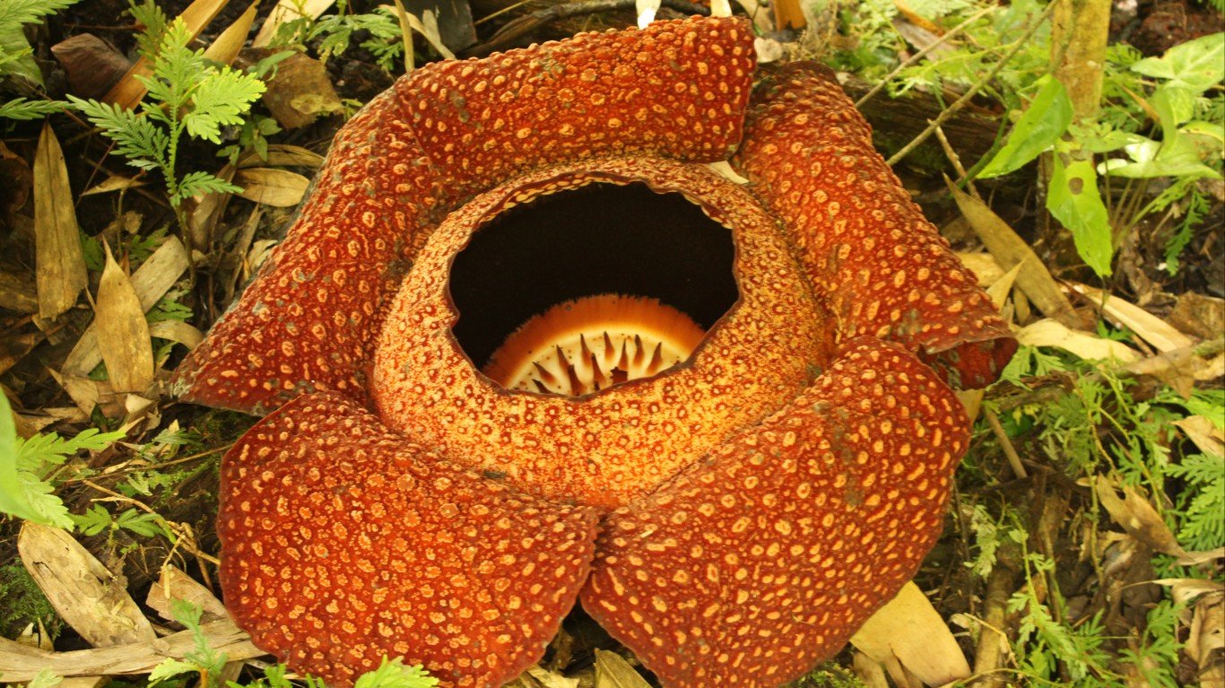 Rafflesia by Sumeet Luktuke