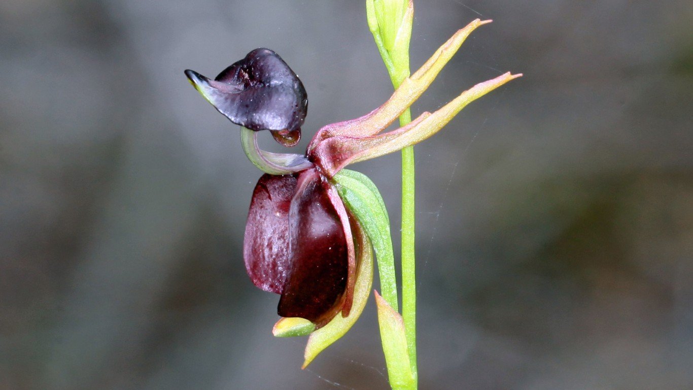 Flying Duck Orchid - Caleana m... by David Lochlin