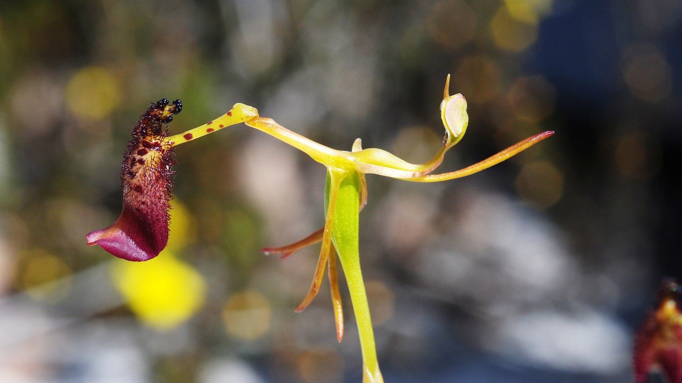Hammer orchid by Jean and Fred