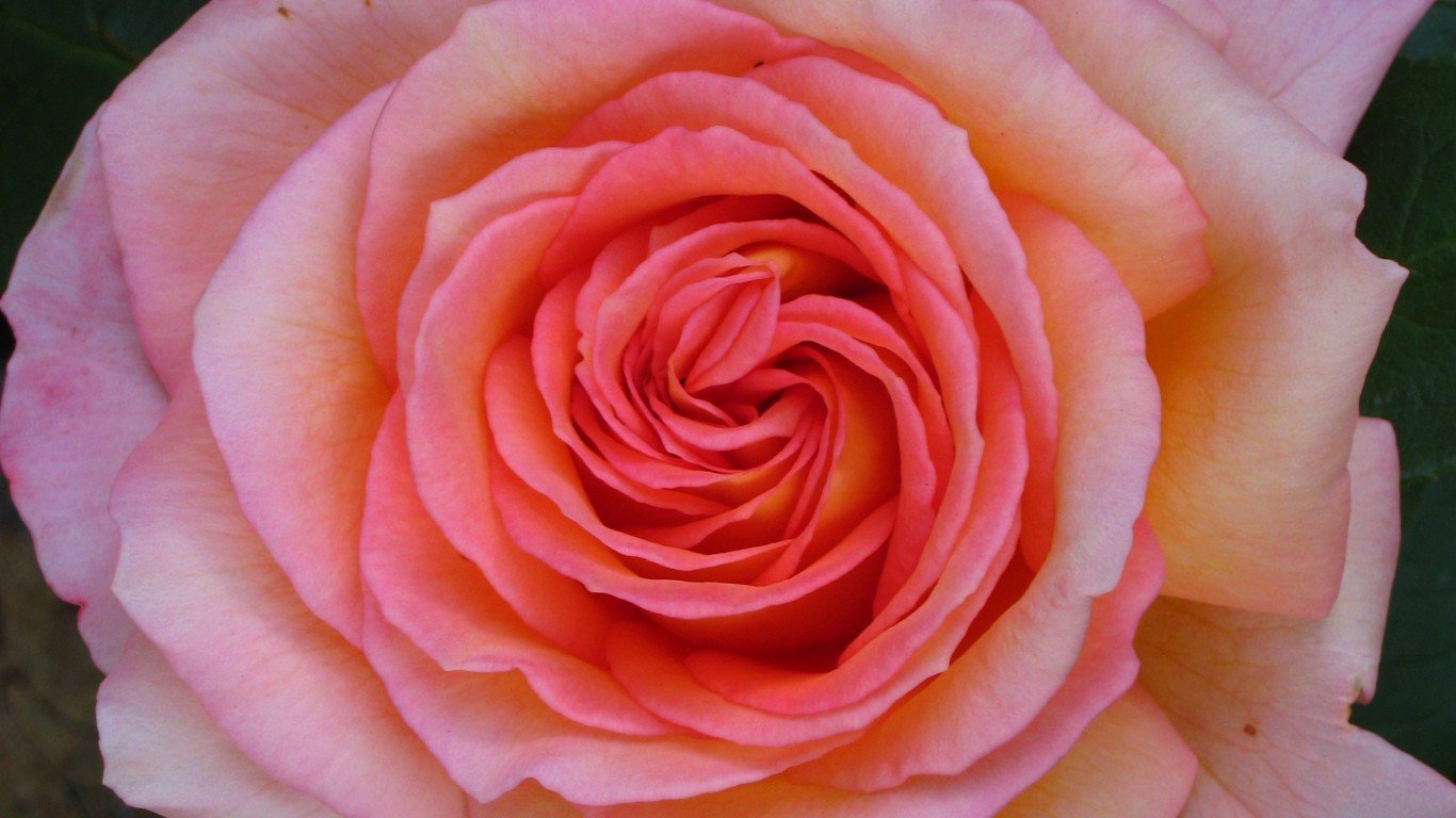 Rose by Christian Allinger