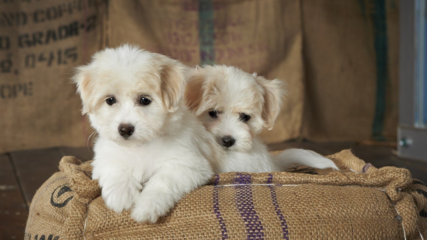 The 30 Most Popular Small Dog Breeds in America – Page 2 – 24/7 Wall St.