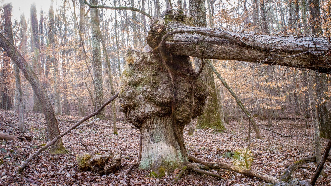 Knotty Tree by Shane Clements