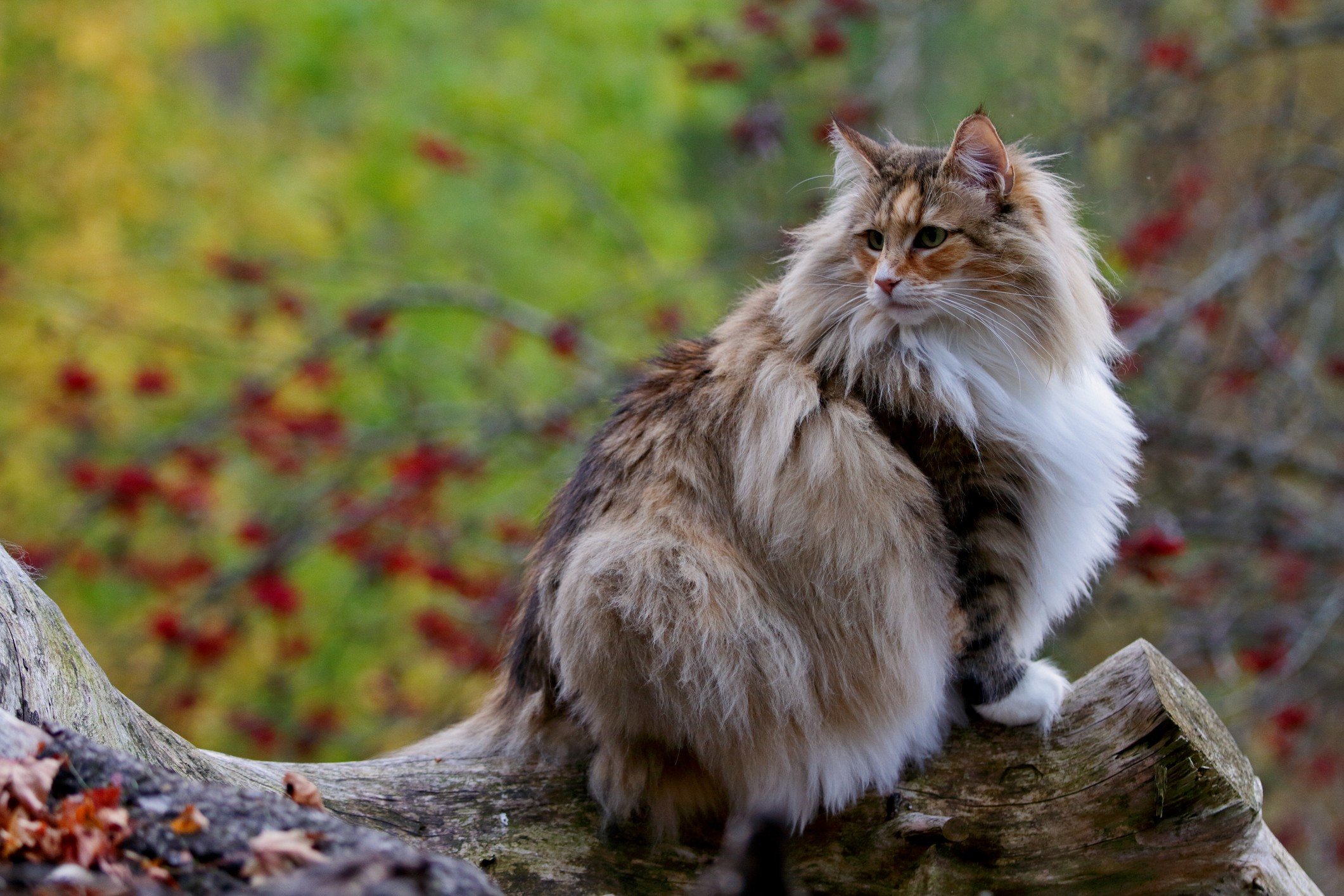 35 HQ Images Norwegian Forest Cat Personality Uk - Norwegian Forest Cat ...
