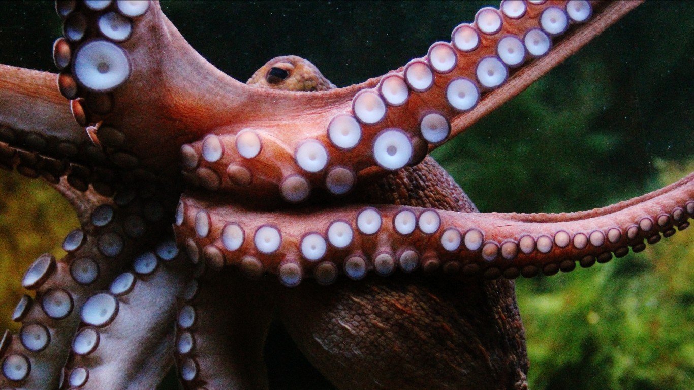 Octopus by damn_unique