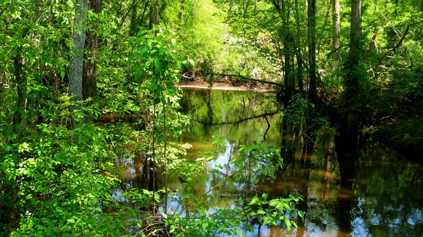 Swamp (Southampton County VA) by Taber Andrew Bain